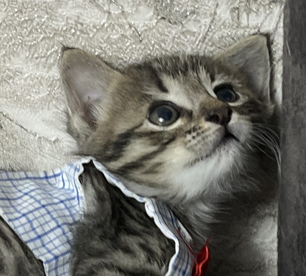 بچه گربه پسر ۲ ماهه
