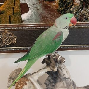 شاه طوطی نر گمشده