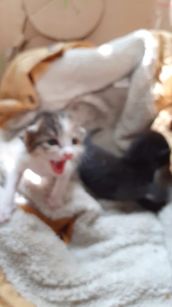 بچه گربه ۱۰ روزه