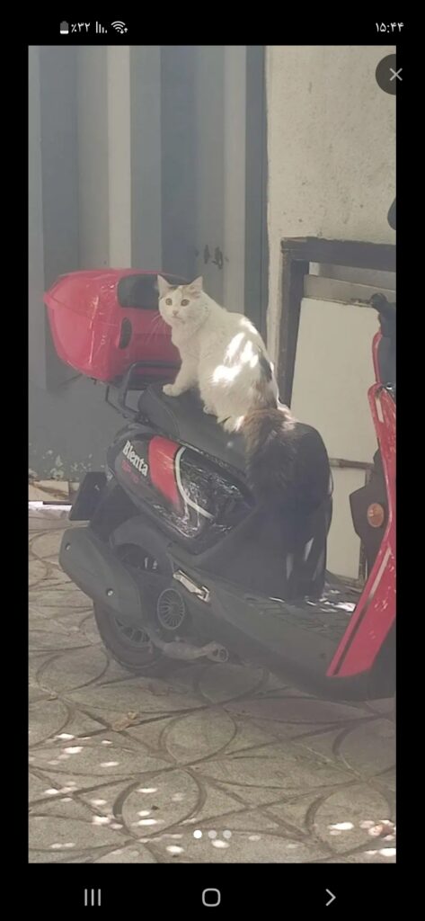گربه گم شده