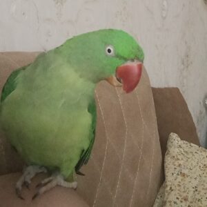 طوطو گمشده