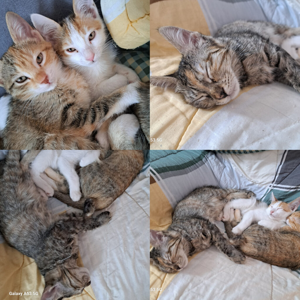 واگذاری سه عدد بچه گربه