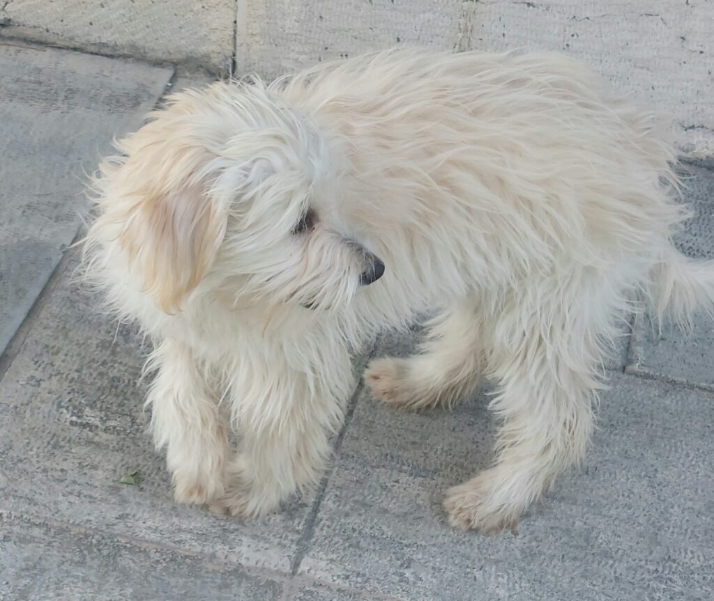 سگ پیدا شده