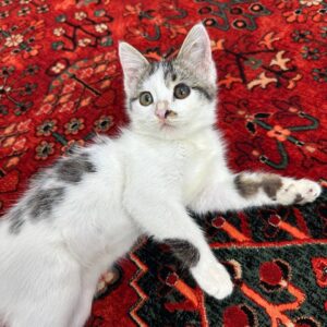 واگذاری بچه گربه