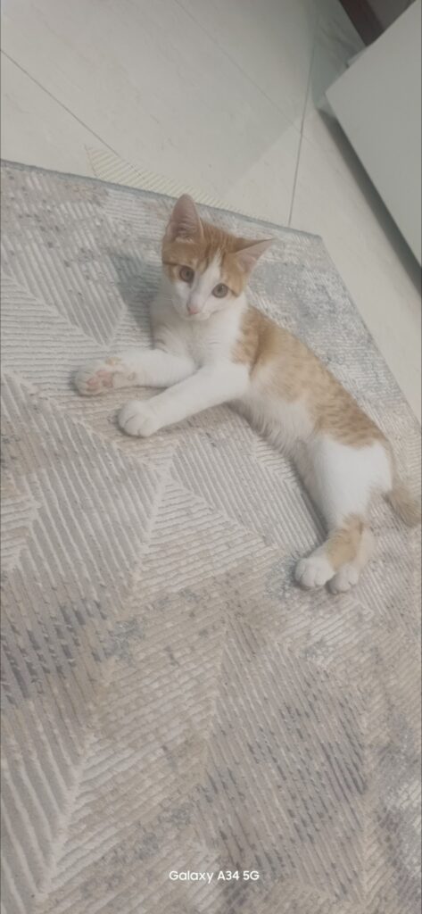 واگذاری گربه نر ۴ ماهه
