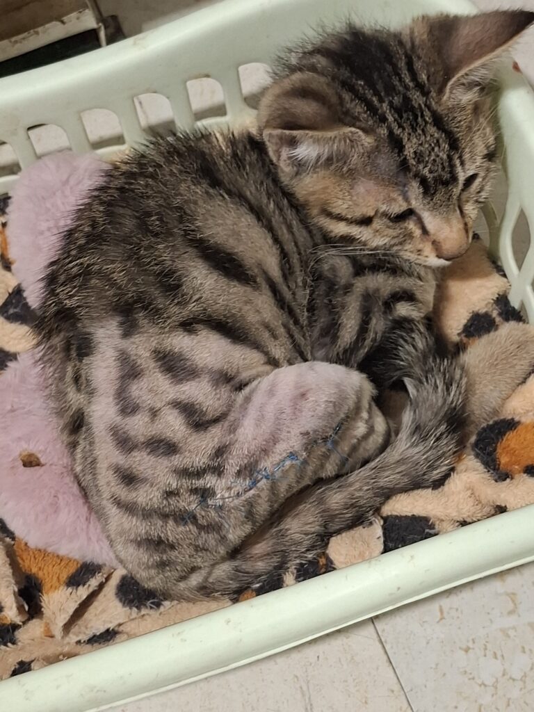 گربه نر ۴ ماهه