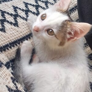 واگذاری رایگان گربه ماده۵ ماهه عقیم شده 🐾
