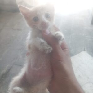 بچه گربه واگذاری