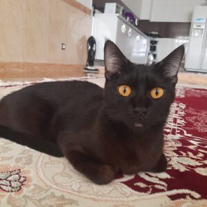 گربه dsh