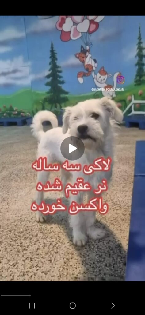 شیتزو