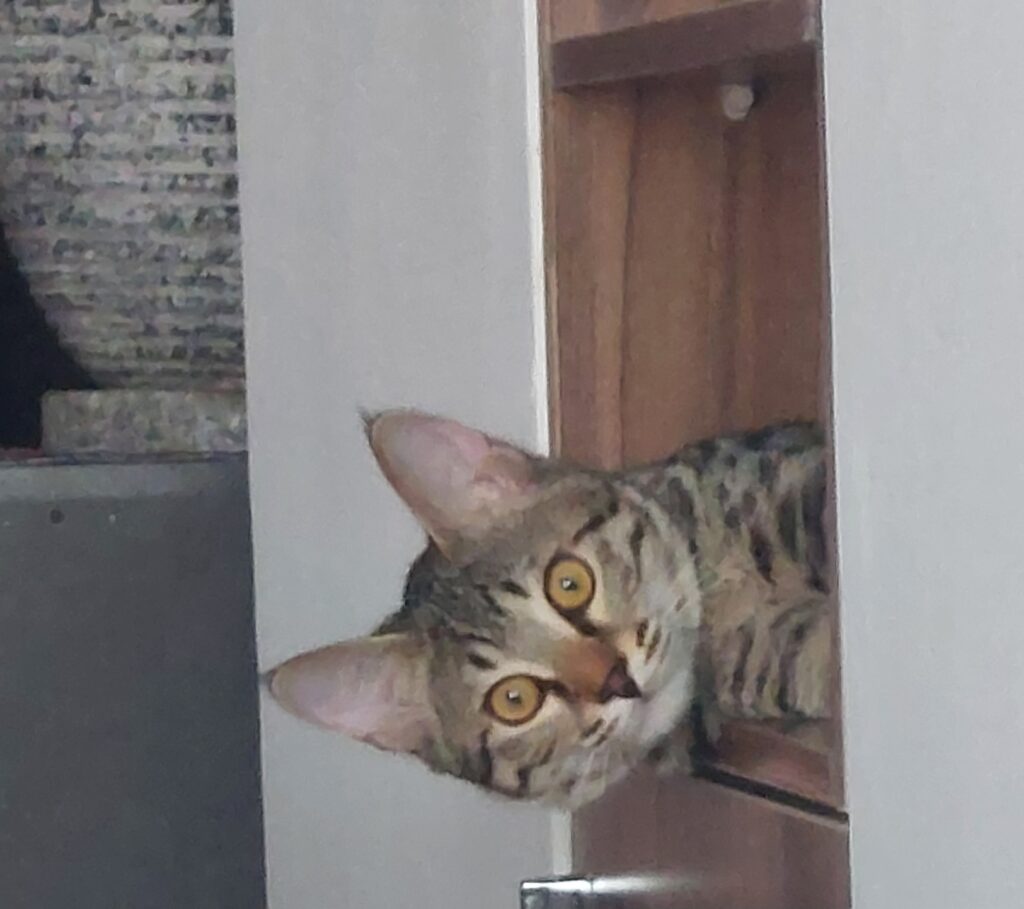 واگذاری گربه Dsh