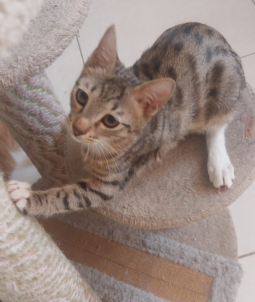 واگذاری گربه