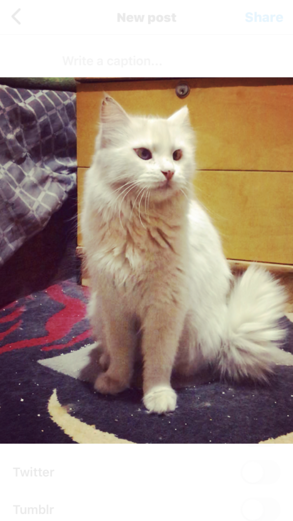 پرشین ماده