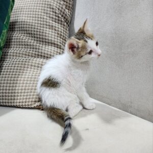 بچه گربه ۶هفته