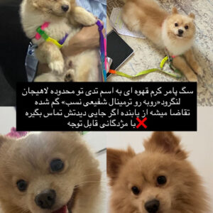 سگ گمشده پامر