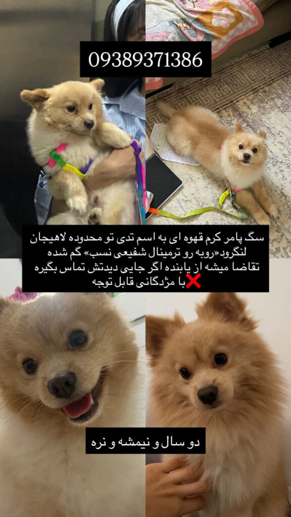 سگ گمشده پامر