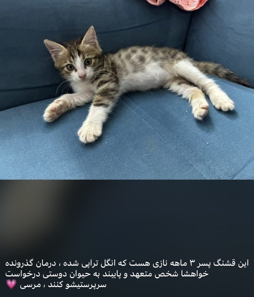 واگذاری پسر ماهه پیشول