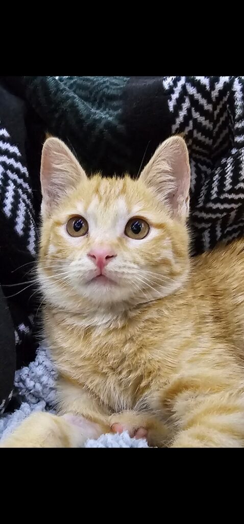 واگذاری بچه گربه ۳ ماهه
