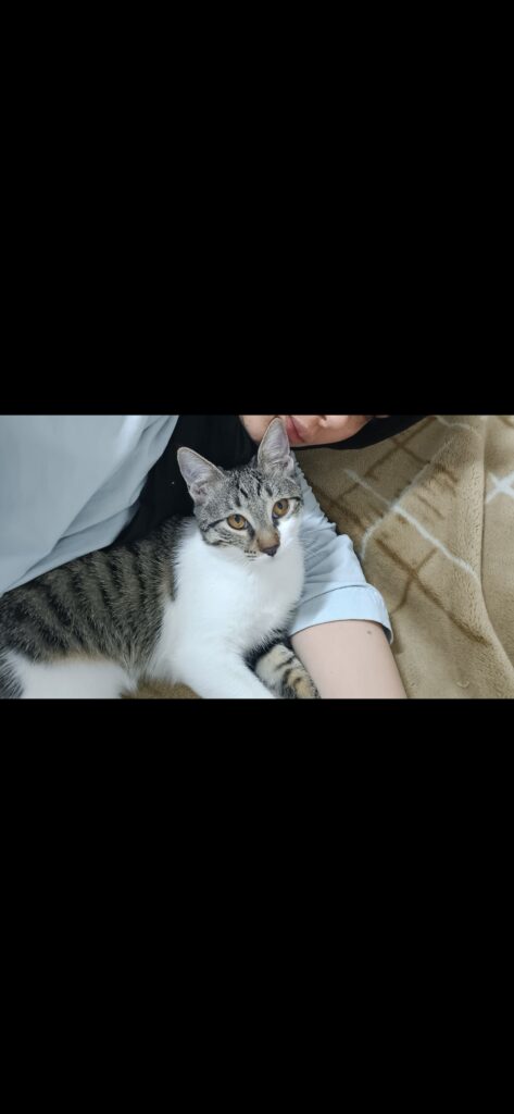 میشا خانم ۵ ماهه واکسن سه گانه زده و انگل تراپی شده