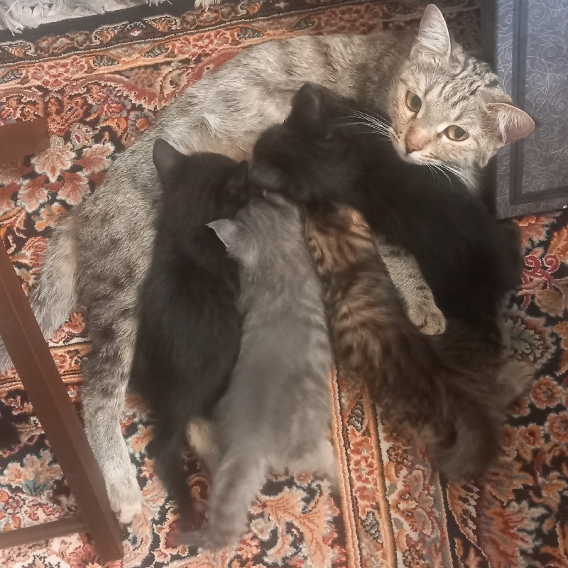 یه مادر و ۴تا بچه