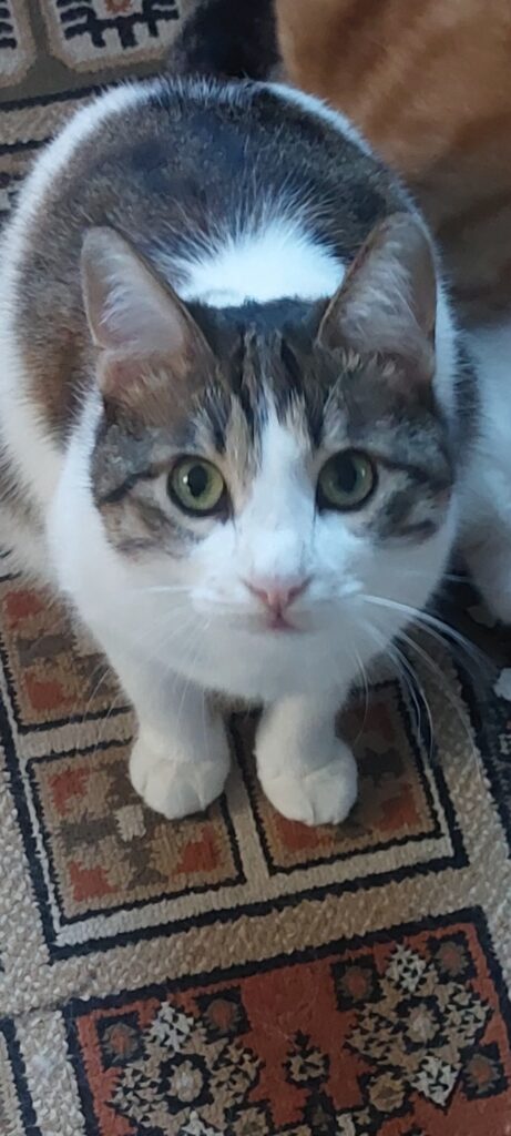 واگذاری گربه ۳ سال