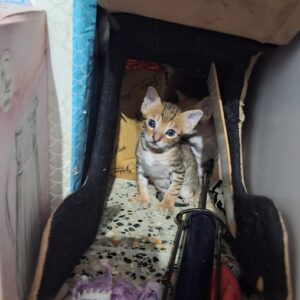 دو تا بچه گربه نیم ماه