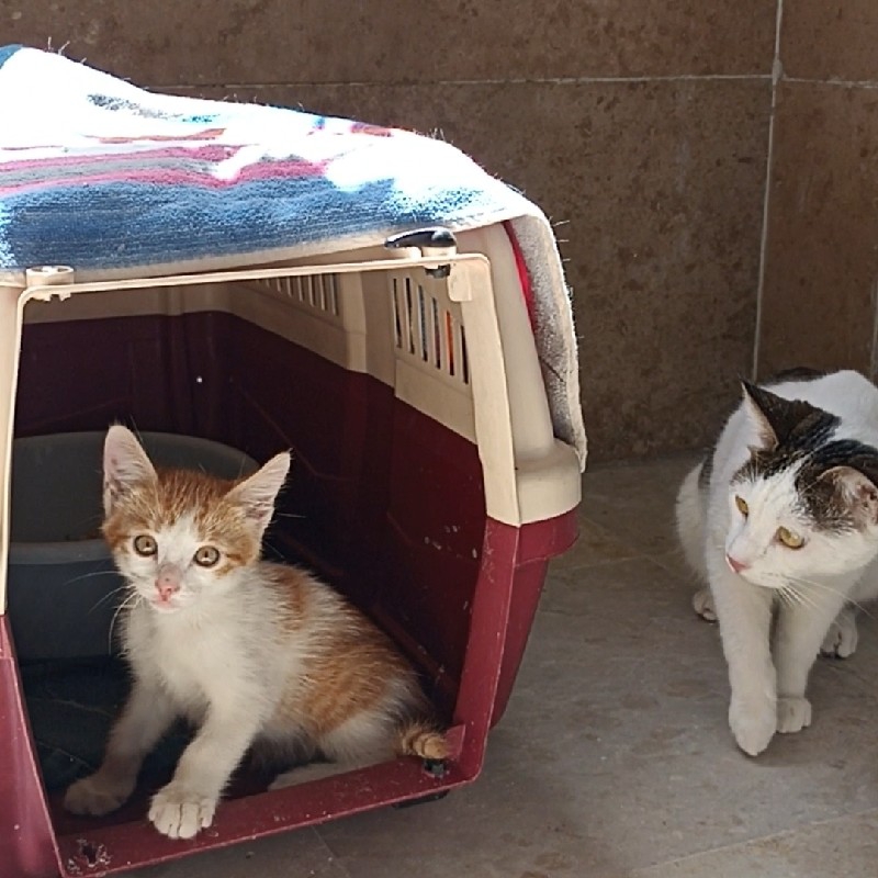 وگذاری دو گربه خوش اخلاق