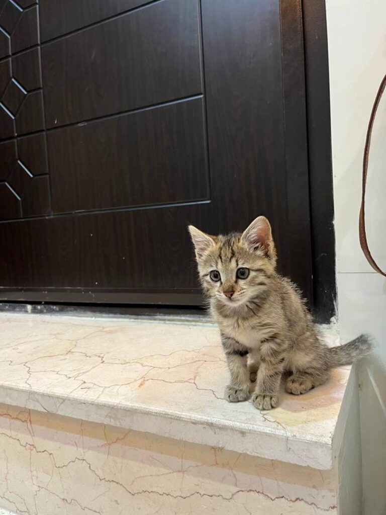فلفل خانمه کوچولو