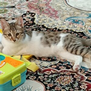 لئو بچه گربه دوست داشتنی