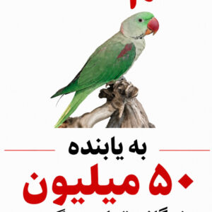 شاه طوطی گمشده