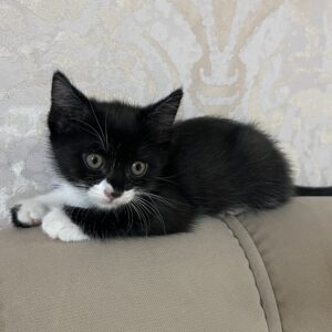 واگذاره مامان گربه و دو بچه زیبا