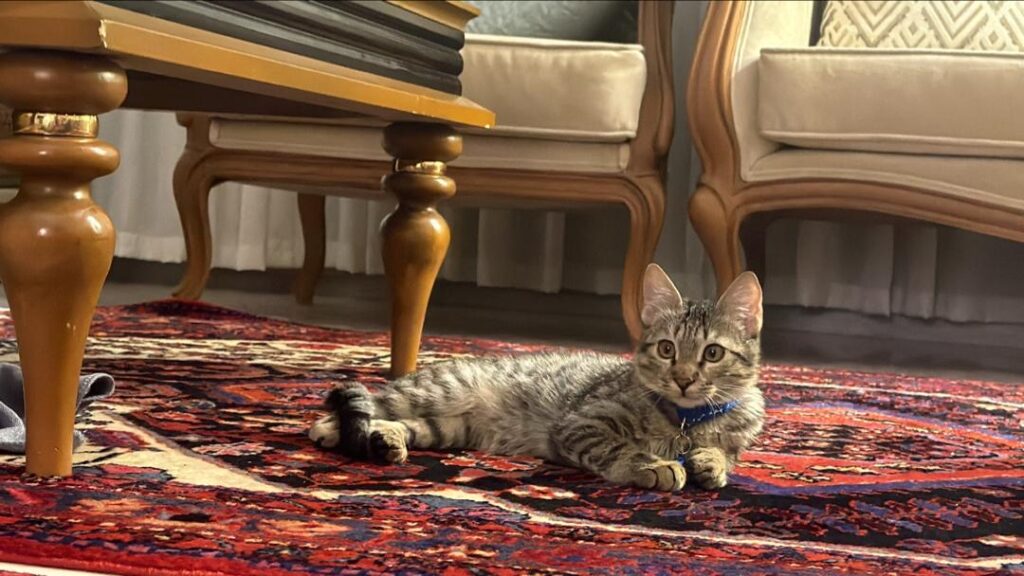 گربه DSH واكسن خورده ٣ ماهه