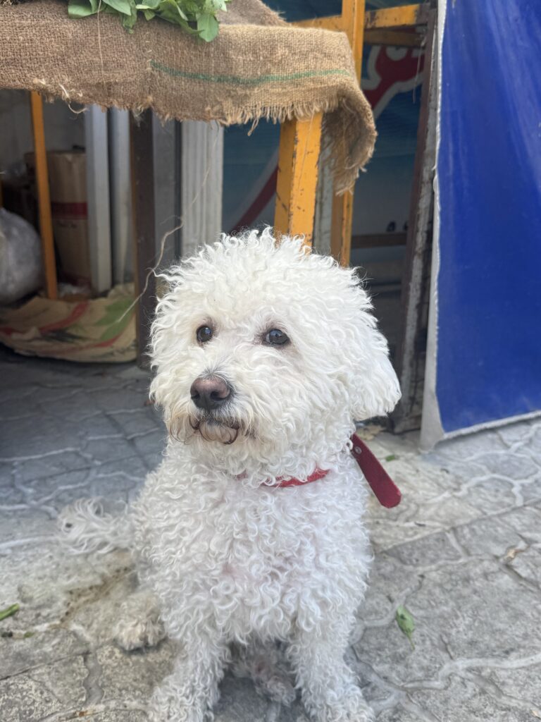 سگ پیدا شده