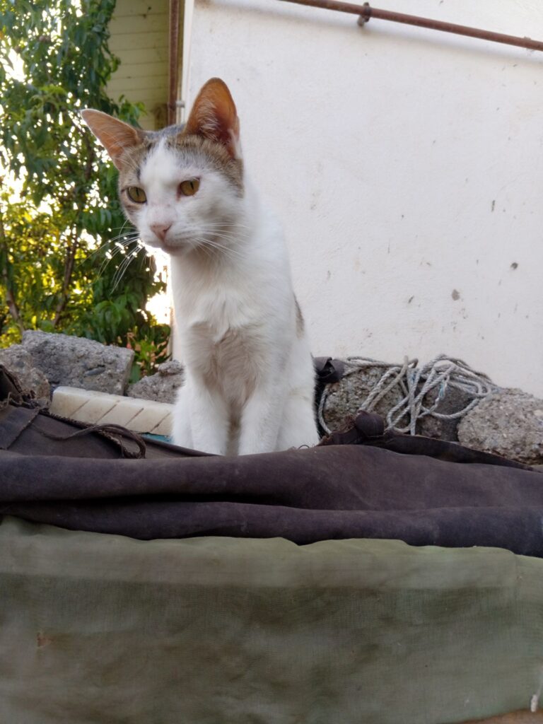 گربه ام گمشده