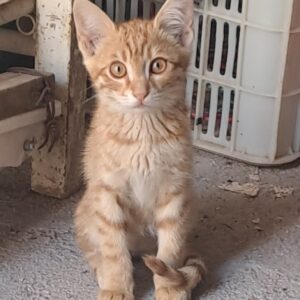 گربه نارنجی مهربون