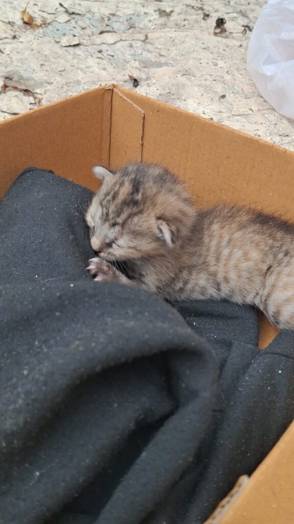 بچه گربه دوهفته ای