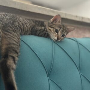 واگذاری گربه ماده DSH