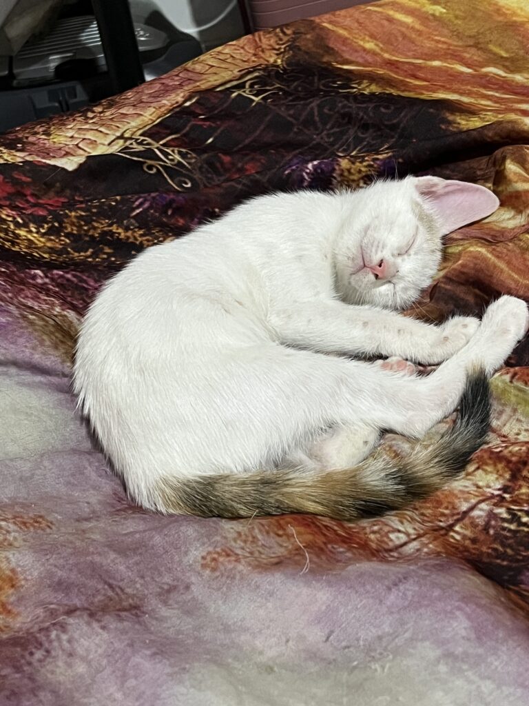 گربه نر و‌ماده