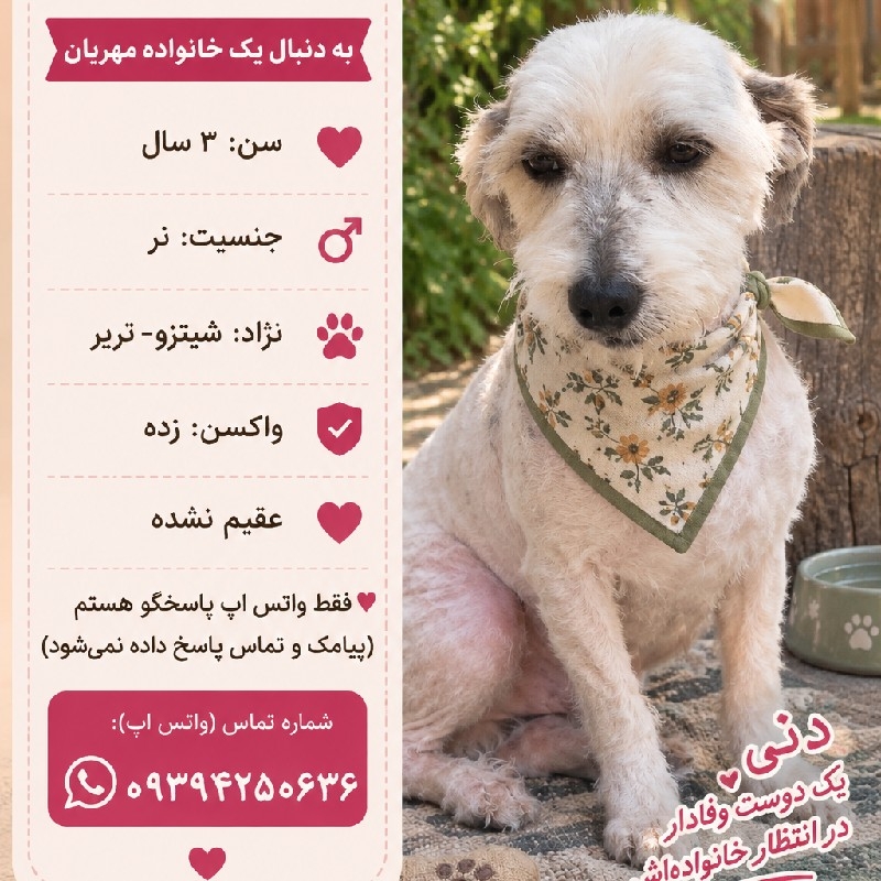 پسر سه ساله شیتزو – تریر (دنی)