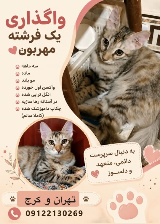 دختر کوچولوی DLH زیبا