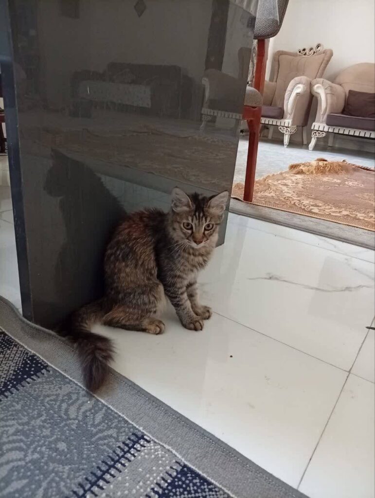 واگذاری رایگان هانا خانم