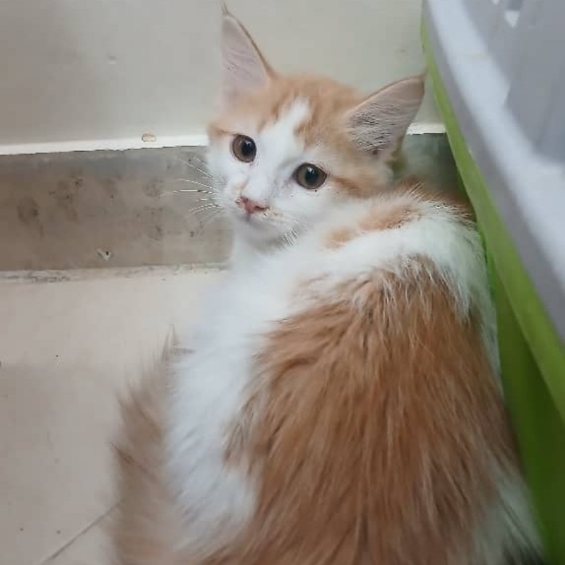 واگذاری بچه گربه ۲ماهه _مرمر خانم
