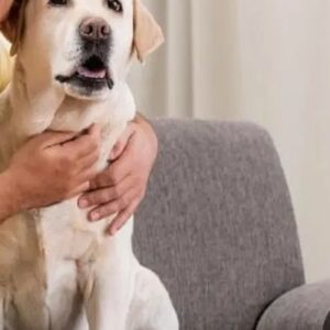 درخواست واگذاری رایگان سگ در باغم را دارم