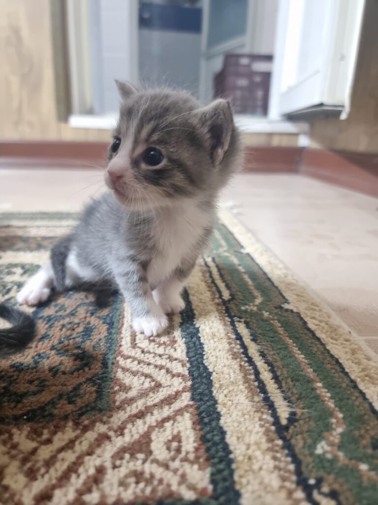 بچه گربه ۱ ماهه