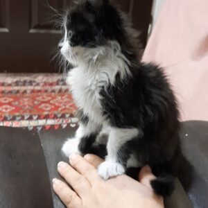 بچه گربه تقریبا دوماهه