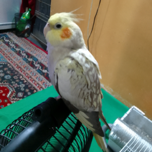 عروس هلندی ماده گل باقالی