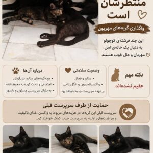 چهارتا بچه گربه به همراه مادرشون