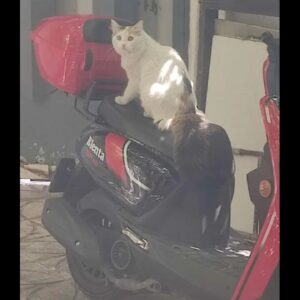 گربه گم شده