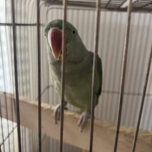 شاه طوطی