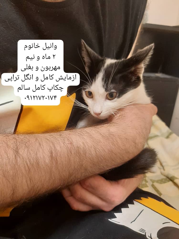 وانیل با طعم بستنی